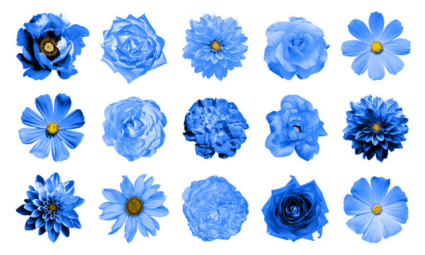 Fototapeta Mix collage of natural and surreal blue flowers 15 in 1: dahlias, primulas, perennial aster, daisy flower, roses, peony isolated on white