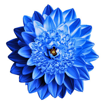 Surrealistic Fantasy Blue Flower Macro Isolated On White