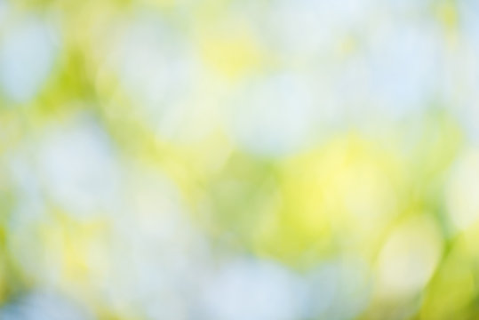 Nature blur background and abstract