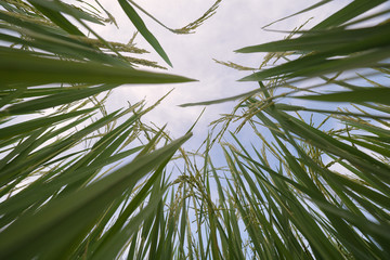 Closeup of rice spike in Paddy field