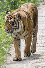 Obraz premium Call me Tiger