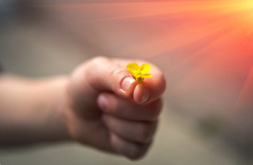 Hand gives a wild flower with love at sunset. romance.