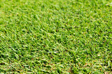 Close up Green grass