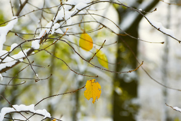 lonely yellow leaf on the snow-covered branches. In the background, the branches of trees covered with snow. late autumn, winter in the park, forest, garden.
