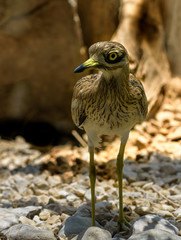 Stone Curlew