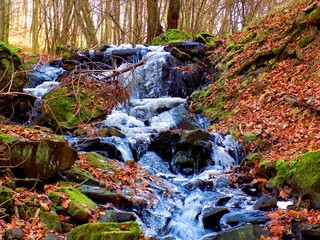 Frozen stream in deciduous forest during autumn and winter