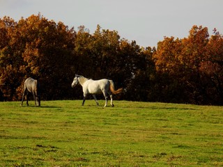 Horses grazing on meadow and deciduous forest in nature