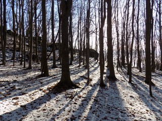 Shining sun in snowy forest during winter