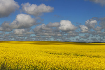 Country landscape with canola.