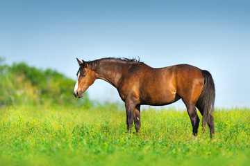 Fototapeta premium Bay horse standing on spring green pasture