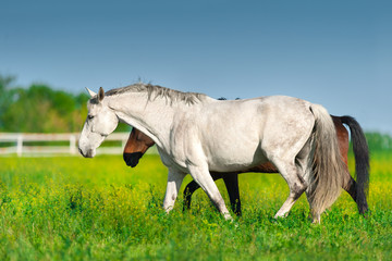 Fototapeta premium Two horse walk on green field