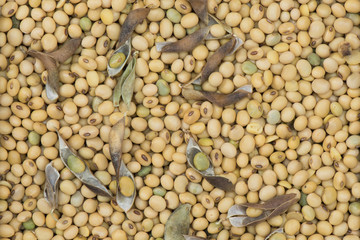 Soy bean organic background