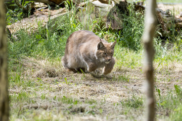 Sibirischer Luchs Lynx 