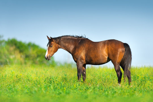 Fototapeta Bay horse standing on spring green pasture