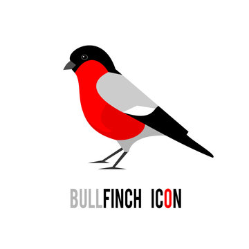 Bullfinch (Pyrrhula pyrrhula, Eurasian Bullfinch) bird icon isolated on white background. Design element for your logo. Christmas symbol. Vector illustration