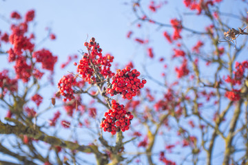 Red bunches of rowan on the blue sky background.