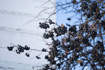 Ripe black rowan