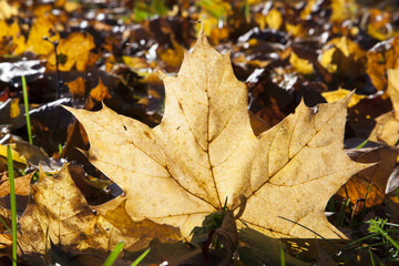 Autumn maple leaf illuminated by the evening sunlight. In a background of many autumn leaves.