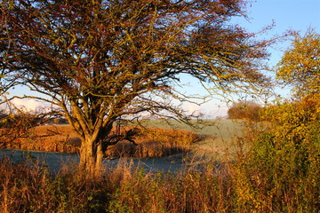 Fototapeta premium Shadow waterlike field in November
