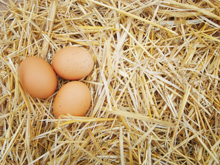 Chicken eggs in the straw