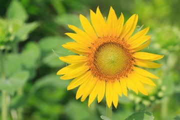 Fototapeta premium Sunflower