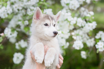 beautiful little dog. a husky puppy