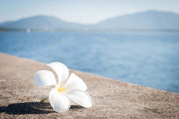 Soft focus of White Frangipani flower, Plumeria flower on concrete surrounded blurry background.
