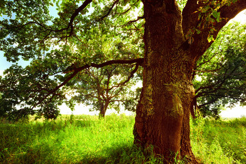 oak   in sunlight in the morning