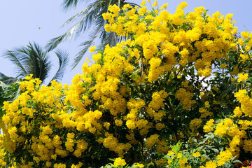 yellow flowers bloom
