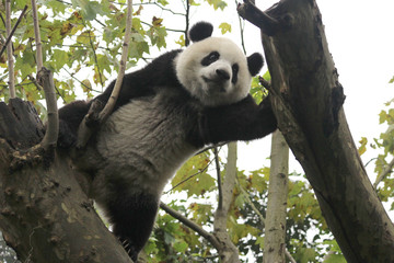 Baby Panda on the tree