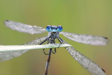Emerald damselfly, Lestes sponsa, known also as Common spreadwing