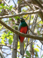 Narina Trogon