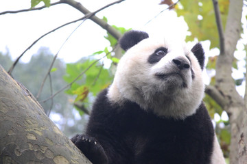 Obraz premium Baby Panda on the Tree