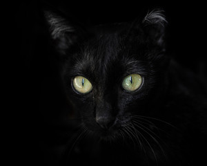 Close-up of a black cat