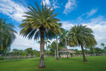 Chatuchak Park in Chatuchak district, Bangkok, Thailand