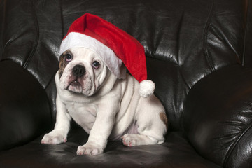 Santa Bulldog