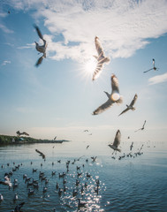 Seagulls try to eat food in the air