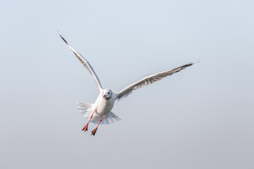 Seagull flying on blue sky