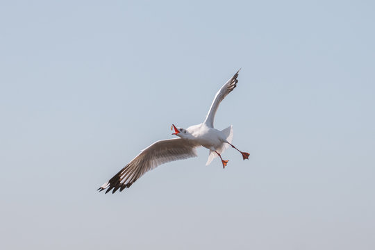 Seagull flying to eat food on blue sky