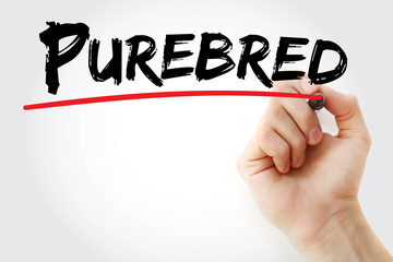 Hand writing Purebred with marker, concept background
