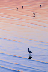 Silhouette egret walk on colorful water surface