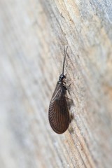 Spongefly, Sisyra nigra