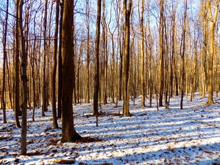 Snowy forest during winter