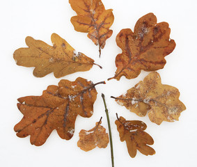 nature in winter