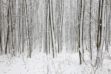 Fototapeta premium nature in winter