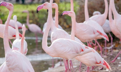 many pink flamingos
