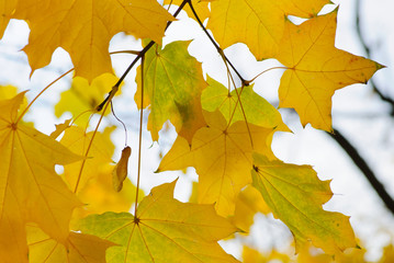 Yellow autumn leaves on a branch
