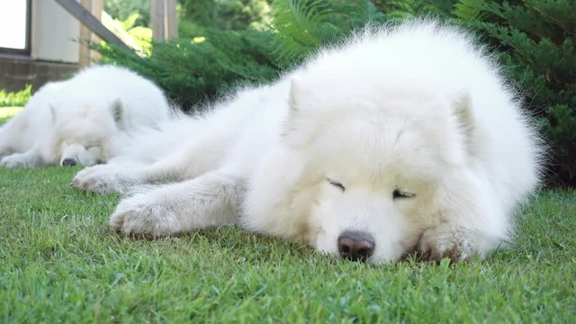 Samoyed dog lying in the grass