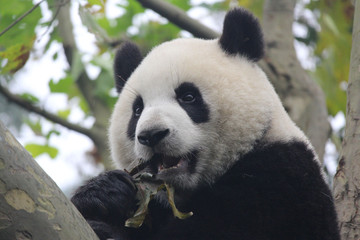 Obraz premium Baby Panda