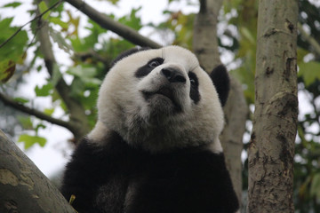 Obraz premium Baby Panda